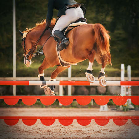 A beautiful sorrel horse with a fluffy red tail with a rider in the saddle jumps over a high orange barrier in a show jumping competition. Rear view. Equestrian sport. Horseback riding.の写真素材