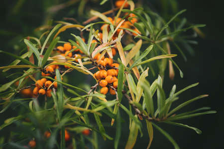 On the thin branches with green leaves ripened orange delicious sea buckthorn berries. Healthy diet. Wild berry.の写真素材