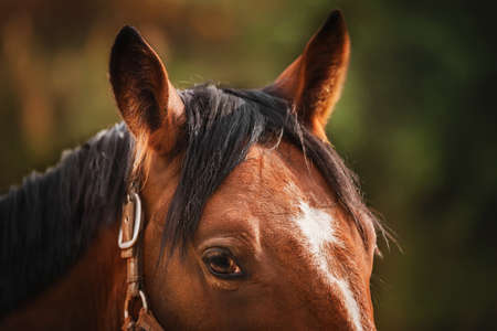 Portrait of a beautiful bay horse with a halter on its muzzle, with dark fluffy ears and long dark bangs, illuminated by light on a summer day. Livestock.の写真素材