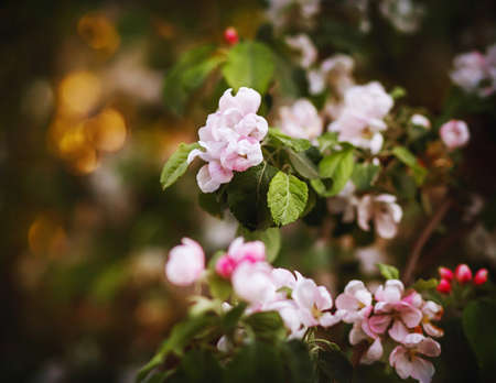 Among the dark green branches, delicate fragrant pink flowers apple blossoms bloom in spring. Romance. Tenderness.の写真素材
