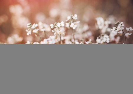 A lot of white delicate flowers bloom in a wild field at sunset in spring time. Tenderness.の写真素材