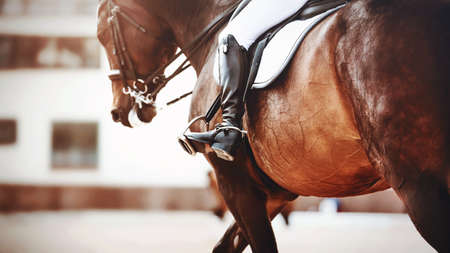 A strong beautiful bay horse with a rider in black elegant boots in the saddle against the...