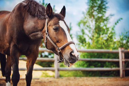 A beautiful bay horse eats dry hay in a paddock on a farm on a clear summer day. Livestock.の写真素材