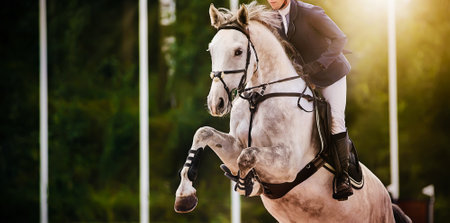 A dappled gray sports horse jumps with a rider in the saddle at a summer show jumping competition on a sunny day. Horse riding. Equestrian sports.の写真素材