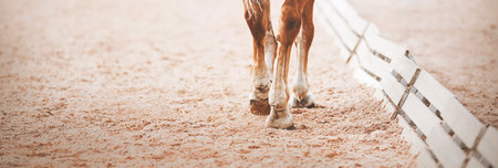 The legs of a sorrel horse stepping hooves on the sand in an outdoor arena at a dressage competition. Equestrian sports. Horse riding. Trot.の写真素材