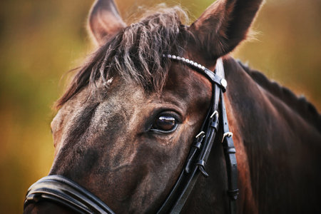Close-up portrait of a beautiful bay horse with a leather bridle on its muzzle in the summer....