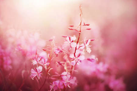 Beautiful delicate fragrant pink flowers of wild fireweed, the buds of which fade in the middle of...