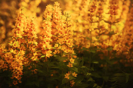 Bright yellow loosestrife flowers grow on long stems with green leaves, illuminated by the rays of...