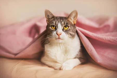 A cute tabby cat with yellow eyes is lying on the bed, covered with a nice pink blanket on top. Comfortable bed and sleep time. Early in the morning.の写真素材