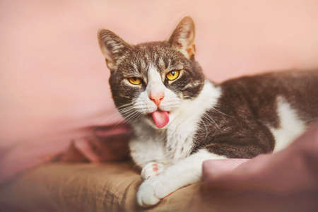 A cheerful, playful tabby house cat with yellow eyes lies on the bed on a pink blanket and shows his tongue. A cute pet.の写真素材