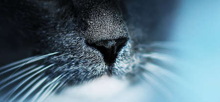Black nose of a cute fluffy gray domestic cat with a long white whiskers close-up. Macro. The sense of smell.の写真素材