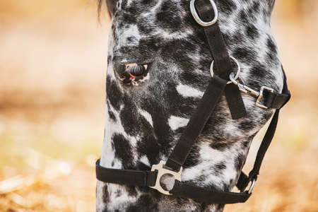 A close-up portrait of a spotted domestic horse with a halter on its muzzle, grazing in a meadow on...