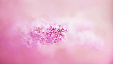Delicate fragrant lilac flowers with pink petals bloom in the bright late warm spring, illuminated by daylight. Macro. Romance.の写真素材