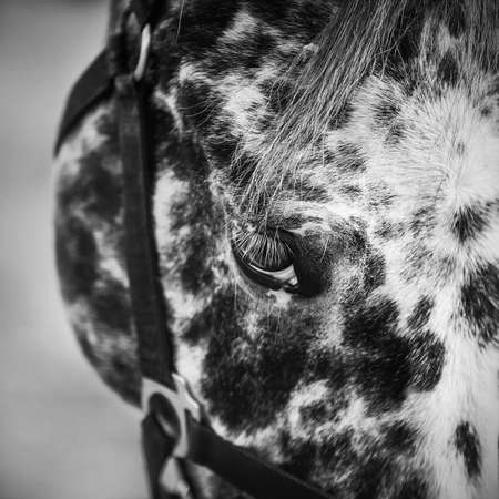 A close-up black-and-white portrait of a spotted horse with a dark mane and white eyelashes. Livestock.の写真素材