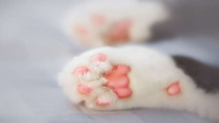 White paws of a cute domestic cat that sleeps on the bed. A pet and comfort. Tenderness.の写真素材