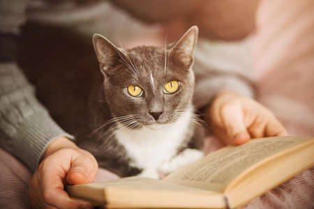 A cute gray house cat is lying on the bed with a man and they are both reading an old interesting book. Self-development. Spending time with a pet.の写真素材
