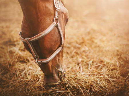 Portrait of a bay horse with a halter on its muzzle, which eats dry harvested hay. Feeding livestock. Agricultural industry.の写真素材