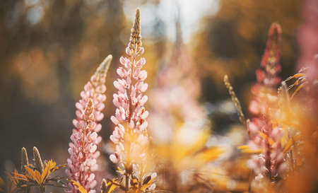 Wild beautiful fragrant pink lupine flowers bloom in the field, illuminated by the sunlight on a summer day. Nature.の写真素材