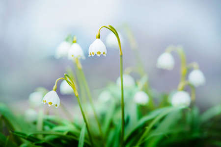 Delicate fragrant white snowdrop flowers bloom on thin stems with green leaves in early spring. Nature.の写真素材