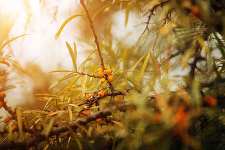 On the thin branches, delicious orange sea buckthorn berries ripened on a sunny autumn day. Harvest...