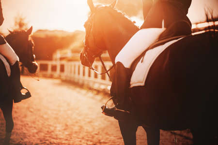 Two bay horses with riders in their saddles walk around the farm during the sunset, illuminated by...