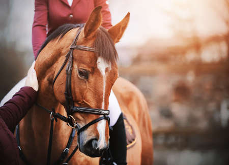 Portrait of a beautiful bay horse, which a woman gently strokes on the muzzle with her hand. Love for animals. Equestrian life. Equestrian sports. Horse riding.の写真素材