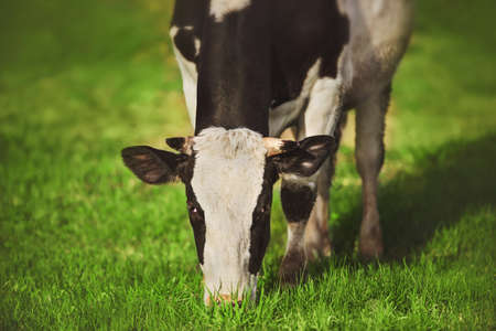 A cute black and white spotted cow stands in a meadow and eats green grass on a sunny summer day. Livestock. Nature.の写真素材