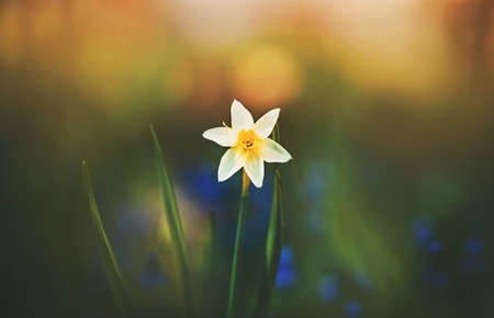 A beautiful fragrant white daffodil flower blooms alone in the middle of the green grass in the garden on a sunny day. Nature.の写真素材