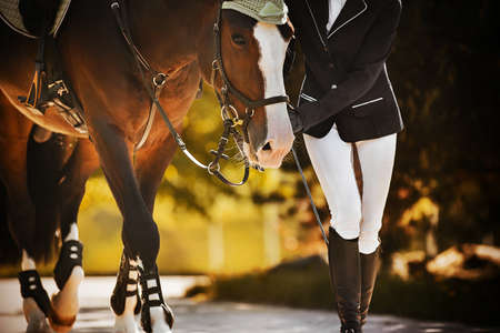 The rider leads her beautiful bay horse by the bridle rein along the road among the leaves of trees on a sunny, warm autumn day. Equestrian sports. Equestrian life.の写真素材