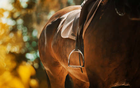 On the back of the bay horse worn a leather saddle, a beige soft saddlecloth and a stirrup. A horse walks among the leaves of trees on a sunny autumn day. Equestrian life.の写真素材