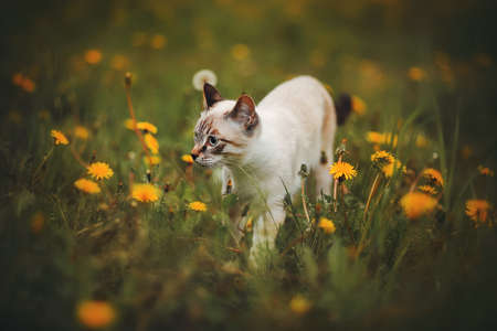 Cute domestic tabby Thai kitten sneaking in a meadow among green grass and yellow blooming dandelions in the summer. A pet in nature.の写真素材
