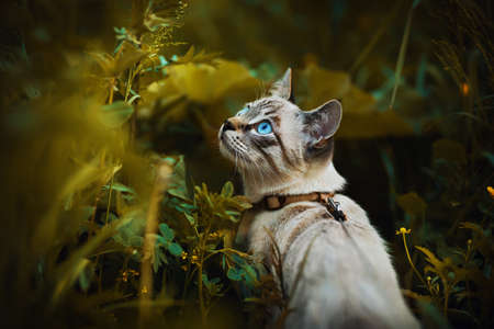 A cute Thai tabby cat with blue eyes, dressed in a harness, walks among the tall dark grass and yellow wildflowers on a summer day. Walking a pet in nature.の写真素材