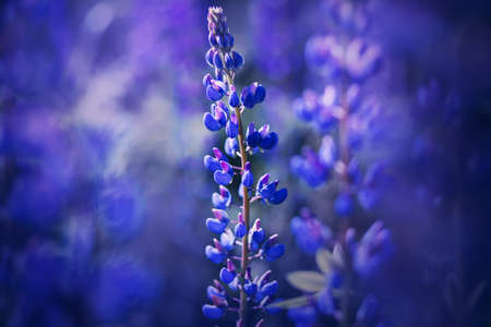 Bright dark purple fragrant wild lupine flowers bloomed in the field on a summer day, illuminated by the sunlight. Nature.の写真素材