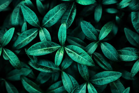 Background of emerald glossy lush leaves in the evening twilight. Top view of the foliage. Ecology...