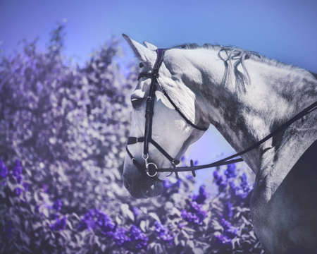 Portrait of a dapple gray horse with a bridle on its muzzle walking near a purple lilac bush on a sunny spring day. Equestrian life.の写真素材