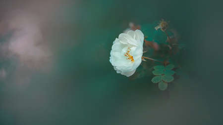 A beautiful white rose blooms among the green leaves on a bush in the morning mist in summer. Nature. Romance.の写真素材
