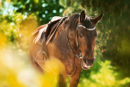 A beautiful bay horse with a leather saddle and a soft beige saddlecloth on its back stands among the green foliage of trees and neighs on a sunny summer day. Equestrian life.の写真素材