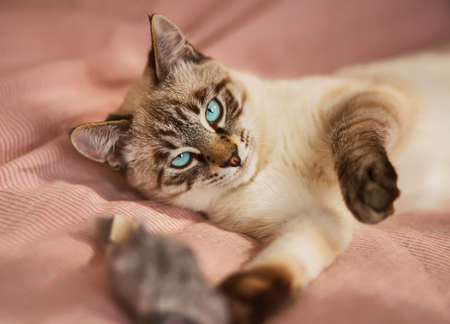 A cute Thai striped kitten with blue eyes is lazily lying on a pink blanket on the bed and playing...