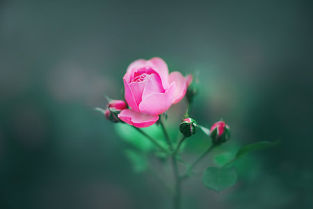 A delicate pink rose flower bloomed on a stem with young buds and green leaves in a dark garden. Romance and love. Nature in summer.の写真素材