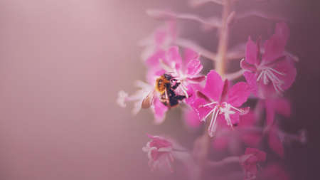 A cute fluffy bumblebee with transparent wings collects pollen from the pink fragrant flowers of the fireweed on a summer foggy morning. Nature and insects.の写真素材