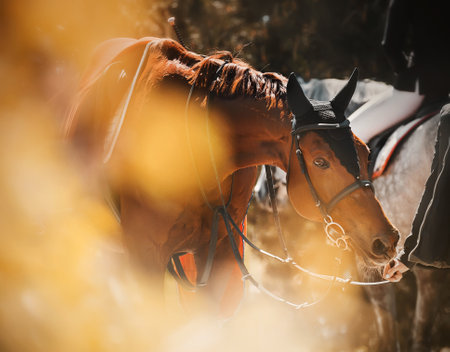 A beautiful bay horse with a saddle on its back, walking among the yellow autumn leaves on a sunny day, led by a rider by the bridle rein. Equestrian sports. Equestrian life.の写真素材