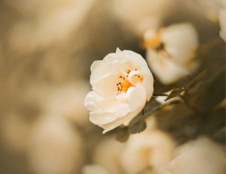 Delicate white flowers of a fragrant rose bloom on a bush with dark leaves on a summer day. Romance and nature.の写真素材