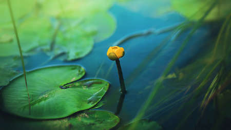 A beautiful bud of a yellow nuphar flower grows among green leaves in the lake on a summer day....