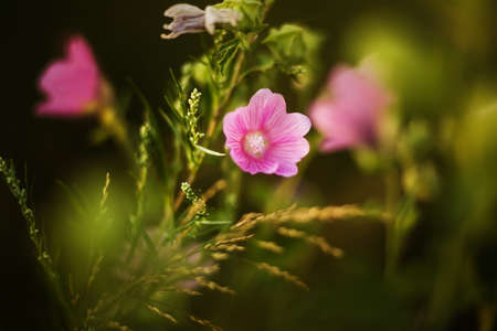 Beautiful pink wild field flowers bloom among healthy fragrant dark herbs on a summer day. Nature.の写真素材