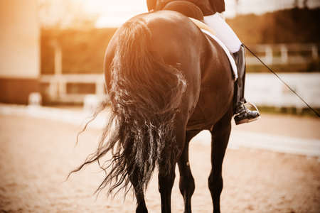 A rear view of a black horse with a magnificent beautiful tail and a rider in the saddle, which trots around the arena on a sunny evening. Equestrian sports. Dressage competitions.の写真素材