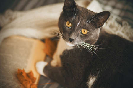 A cute domestic gray cat is lying on a plaid blanket near an open book, a white scarf and yellow maple leaves. Autumn, a pet and reading.の写真素材