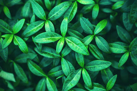 Background of green young shiny leaves growing in the summer. Nature. Macro.の写真素材