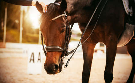 A woman's hand gently strokes the ear of a beautiful bay horse with a bridle on its muzzle, which participated in dressage competitions on a sunny day. Equestrian sports.の写真素材