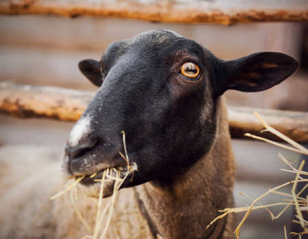 Portrait of a cute fluffy sheep with dark fur on its muzzle, which eats dry hay in a paddock on a farm. Feeding livestock.の写真素材