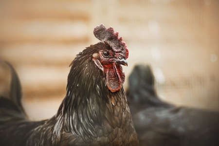 Portrait of a proud rooster with a red comb and dark plumage who lives on a farm. Agriculture and poultry.の写真素材